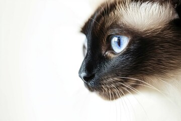 Close-up portrait of a cat with bright blue eyes