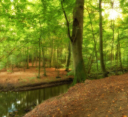 Forest, creek or river with trees, nature and outdoor with landscape, growth and leaf litter in environment. Plants, ground and water in stream, spring and woods at countryside location in Germany