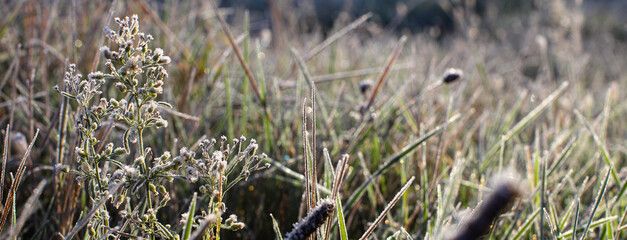 Field grass, nettle leaves, chamomile flowers, dandelions are covered with frost, frost. Close up partial focus. Spring and autumn morning frosts. Frost, cold.