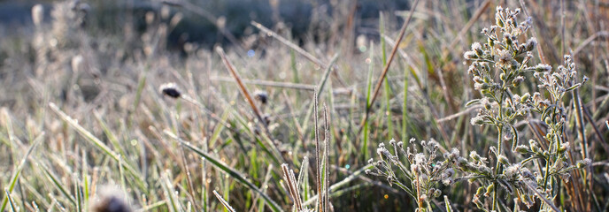 Field grass, nettle leaves, chamomile flowers, dandelions are covered with frost, frost. Close up partial focus. Spring and autumn morning frosts. Frost, cold.