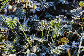 Field grass, nettle leaves, chamomile flowers, dandelions are covered with frost, frost. Close up partial focus. Spring and autumn morning frosts. Frost, cold.