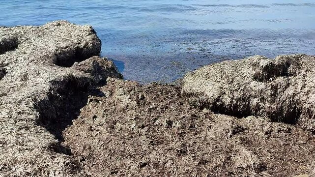 Santa Maria di Castellabate - Cumuli di Posidonia oceanica sula Spiaggia del Pozzillo