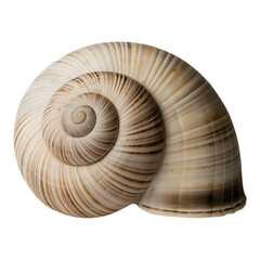 Fototapeta premium Spiral Shell with Natural Pattern