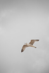 seagull in flight 3