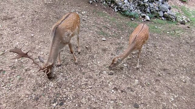 Villetta Barrea - Daini che mangiano il mais caduto dalle mani dei visitatori