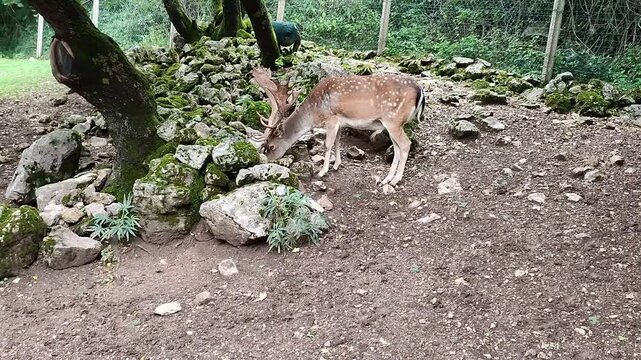 Villetta Barrea - Daino maschio mentre mangia