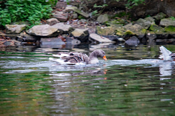 Schwimmende Graugans mit Spiegelung im Wasser, vor felsigem Hintergrund