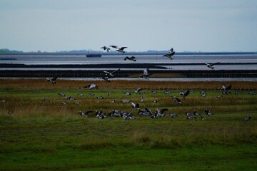 Gänse am Meer