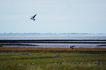 Nordsee vögel