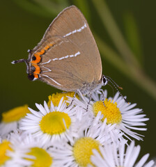 butterfly White letter Hairstreak, Satyrium w-album, sitting on white wild flowers