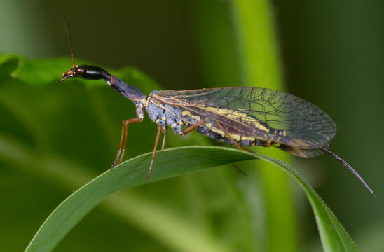 Snakefly, Raphidiidae, sitting on a grass blade