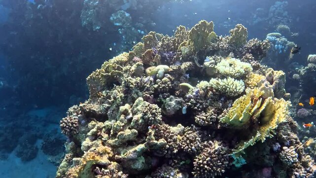 Vivid shallow colorful coral reef with swimming red fish. Scuba diving video, diving with the wildlife, underwater footage. Reef and fish, tropical marine life.