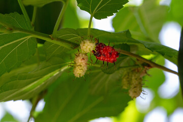 Amora. Amoreira. Fruta.	