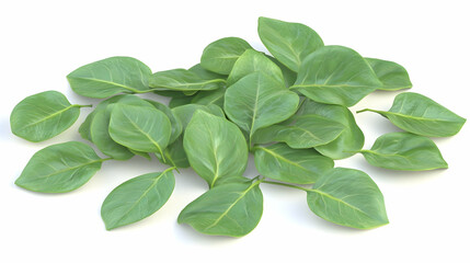 Obraz premium A pile of fresh green leaves isolated on a white background.