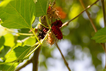 Amora. Amoreira. Fruta.	