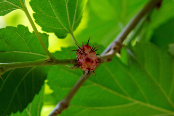 Amora. Amoreira. Fruta.	