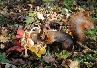 squirrel in the forest