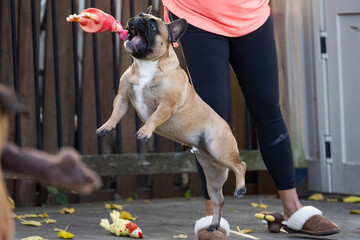 Pet Dog, French Bulldog Jumping for Toy Outdoors.  Pet Photography.