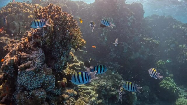 School of fish (Indo-Pacific sergeant - Abudefduf vaigiensis) and tropical coral reef. Underwater video, scuba diving with the fish and corals. Marine life and fish, travel footage.