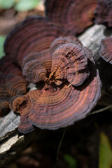 close up of a mushroom