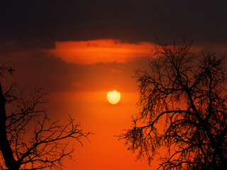 trees in twilight at sunset