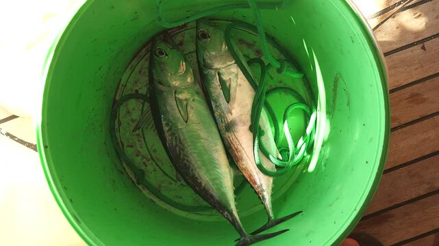 A closeup of freshly caught fish lying in a bucket, showcasing a successful fishing trip and the freshness of the ocean's bounty. 