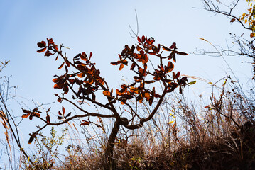 Árvore com folhas marrons no Parque da Serra do Curral em Belo Horizonte, Minas Gerais, Brasil