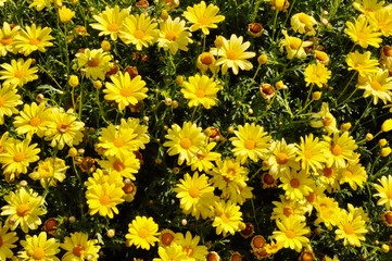Yellow Crown Daisy