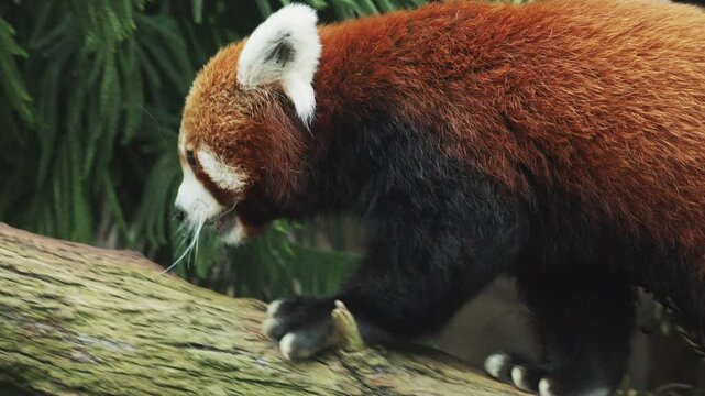 red panda, Ailurus fulgens, also called the lesser panda and the red cat-bear walking on a tree. Wild animal in natural habitat. Singapore zoo. Wildlife mammal animals. Singapore zoo. Cute little bear