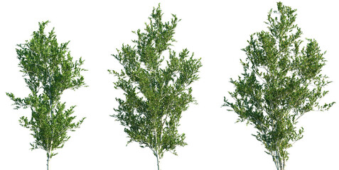 Set of Eurya emarginata frontal isolated png on a transparent background perfectly cutout	