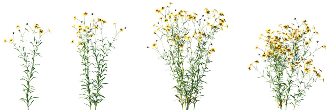 Set of Coreopsis tinctoria (commonly called plains coreopsis, garden coreopsis, golden tickseed or calliopsis) frontal isolated png on a transparent background perfectly cutout high resolution
