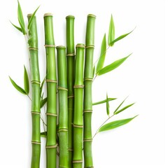 Freshly cut green bamboo shoots standing against a white background