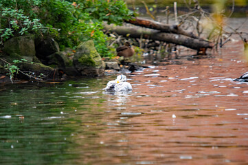Streifengans taucht im Wasser, umgeben von Schilf und Ästen