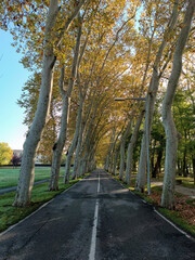 La carretera entre los &aacute;rboles 