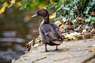 Stockente steht auf einem Weg am Wasser