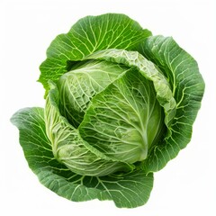 Obraz premium Single fresh green cabbage with tightly packed leaves, isolated on a white background