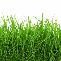 Obraz premium Vibrant green grass growing tall and healthy against a clean white background