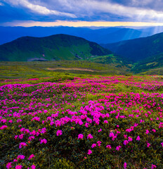 Fototapeta premium blossom pink rhododendrons flowers, amazing panoramic nature scenery