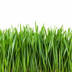 Obraz premium Fresh green grass blades growing isolated on white background