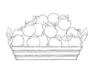 Box of apples vector Illustration On a white background. Ingredient for juice, mulled wine, recipes, charlotte, jam, preserves, compotes. Harvest in the garden. Printing typography, textiles 