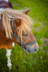 Obraz premium Pony-type horses on the Aldabe mountain in Irun, Gipuzkoa