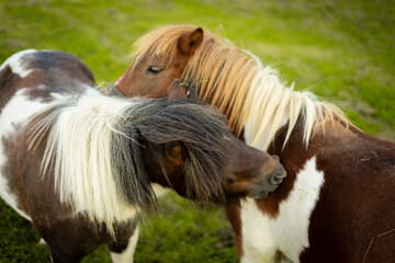 Fototapeta premium Pony-type horses on the Aldabe mountain in Irun, Gipuzkoa