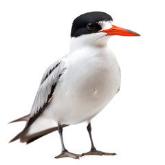 Obraz premium Elegant Bird with Striking Orange Beak