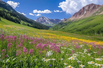 Obraz premium Wildflowers Bloom in a Mountain Valley Meadow
