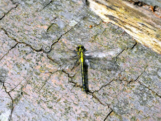 Dragonfly in the primeval forest of the Warnow Urstromtal (Mecklenburg-Vorpommern, Germany)