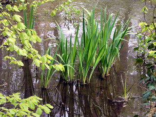 On the way in the primeval forest of the Warnow Urstromtal (Mecklenburg-Vorpommern, Germany)