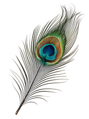Obraz premium One colorful realistic peacock feather on isolated PNG background.