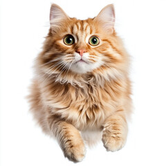 Obraz premium Cat Jumping Isolated