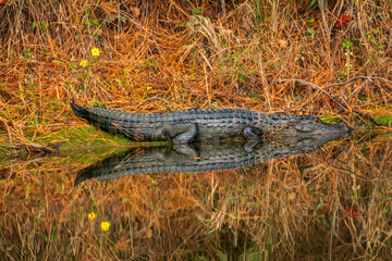 Alligator and reflection on a pond with fall colors