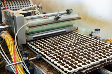 Fototapeta premium Industrial conveyor for planting seeds in special trays for germination